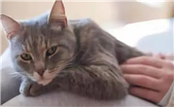 猫愿意接近一个人意味着什么