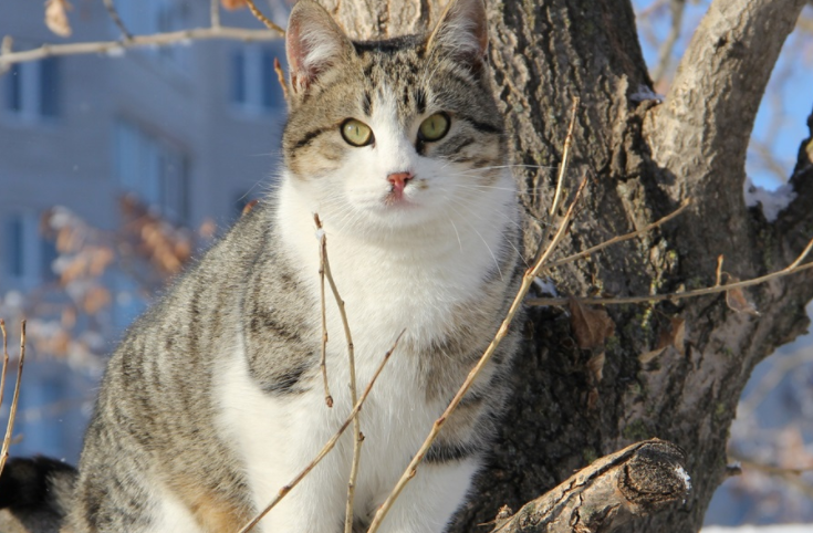 猫在北方冬天室外能过冬吗