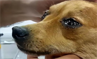 狗流眼泪是什么原因引起的