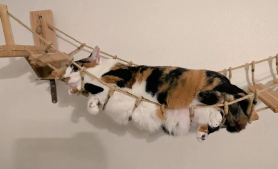 猫咪试躺新吊桥,秒变被绑住的“叉烧肉”,画面笑喷! 猫咪试躺新吊桥,秒变被绑住的“叉烧肉”,画面笑喷!