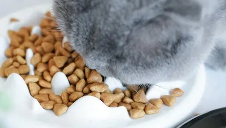 博刻猫粮多少钱一袋