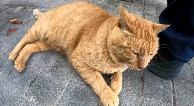 猫越养越不亲人