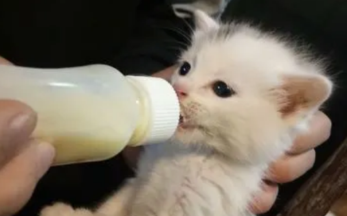 没断奶的小猫怎么养活 没断奶的小猫怎么养活
