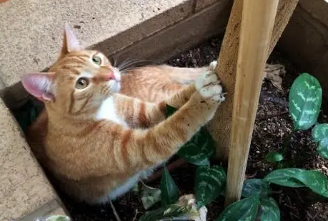 猫走失会自己回来吗
