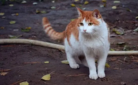 猫最怕什么能赶走它