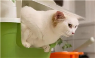 小猫便秘怎么办啊