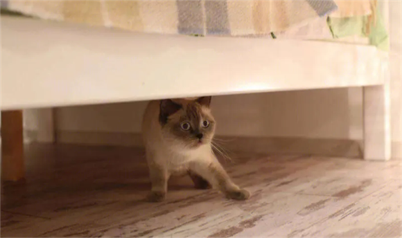 猫在床上拉屎什么原因