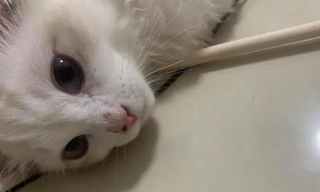小猫鼻子噗噗的但是没有鼻涕