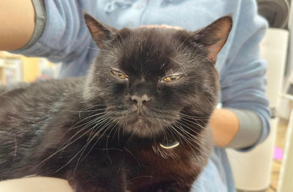 啊啊啊!养了3年的猫第一次主动坐腿上来了,铲屎官:可为什么要选在我想上厕所的时候? 啊啊啊!养了3年的猫第一次主动坐腿上来了,铲屎官:可为什么要选在我想上厕所的时候?