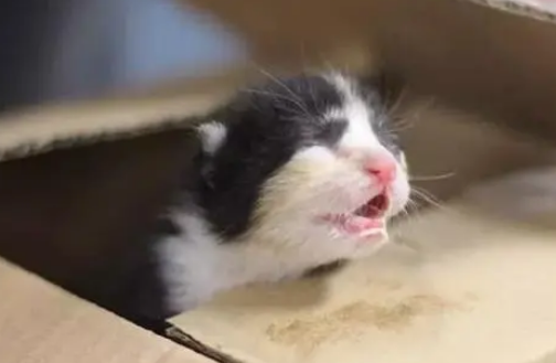 小男孩捡到出生不久的小猫,担心父母不同意养,把小猫送到宠物店 小男孩捡到出生不久的小猫,担心父母不同意养,把小猫送到宠物店