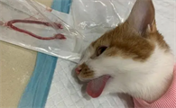 母猫能绝育吗