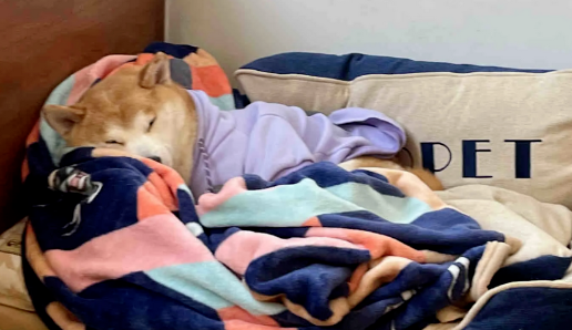 网友凌晨回家,发现门口有一只小柴犬守候,狗子:终于有人回来了,都等一晚上了! 网友凌晨回家,发现门口有一只小柴犬守候,狗子:终于有人回来了,都等一晚上了!