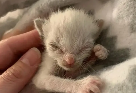 小猫出生没有呼吸软了还能救活吗 小猫出生没有呼吸软了还能救活吗
