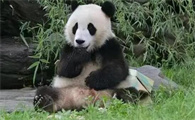 科普篇之大熊猫的生活环境和生活方式