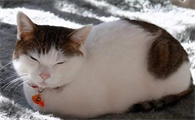 猫最怕的七种东西