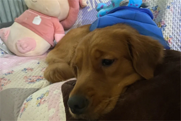 犬窝咳致死率高吗 犬窝咳致死率高吗