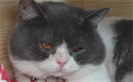 母猫会发腮吗