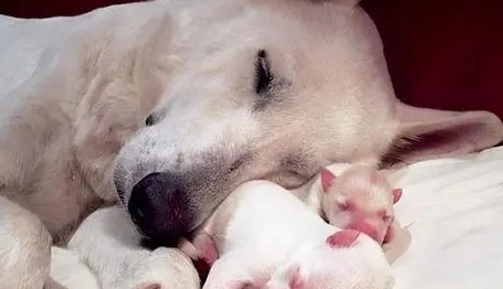 母狗吃自己的小狗是什么原因