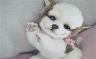 玩具贵宾犬和吉娃娃混血