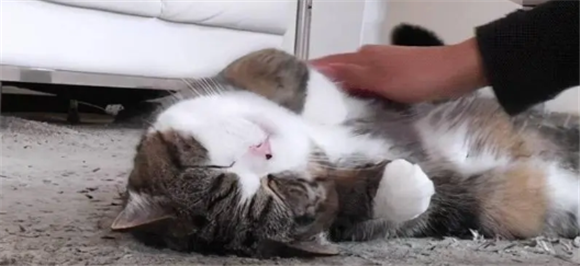 想养猫男朋友不同意 想养猫男朋友不同意