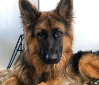 妈妈离开10分钟，德国狼犬激动飞扑，翻肚讨摸：好想好想你