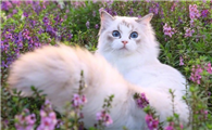 母猫头胎一般生几只