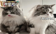 男生用猫的表情