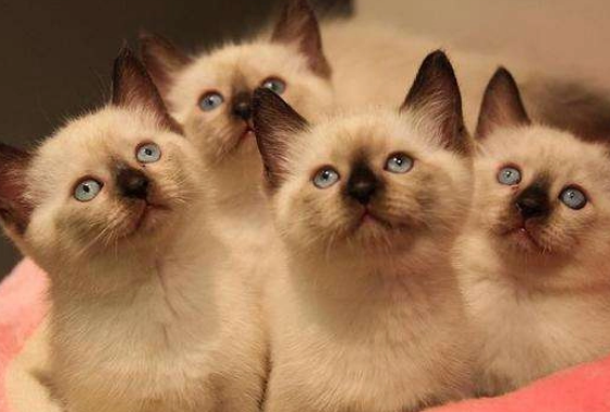 如何养一只8个月的猫咪 如何养一只8个月的猫咪