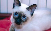 什么猫最凶猛最护主