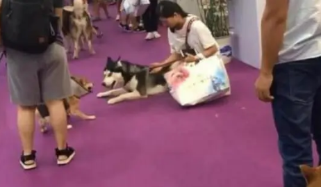 主人不帮哈士奇买玩具,二哈躺在店门口耍赖不走,默默心疼女主人 主人不帮哈士奇买玩具,二哈躺在店门口耍赖不走,默默心疼女主人