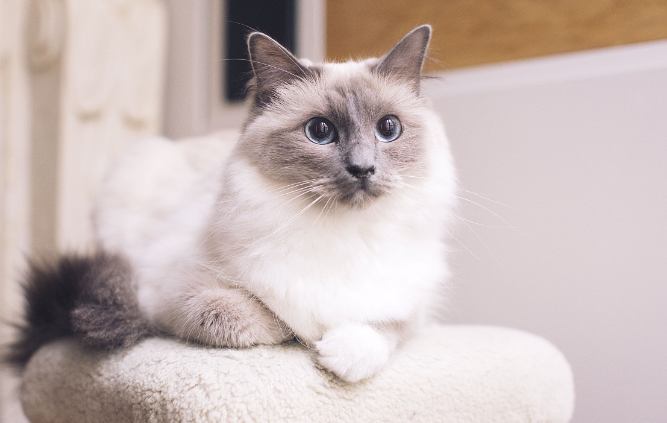 怎样判断是不是滥楼猫 怎样判断是不是滥楼猫
