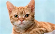 上海猫七七是谁
