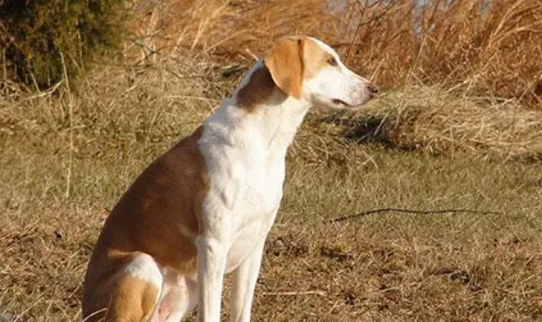 美国猎狐犬护主吗 美国猎狐犬护主吗