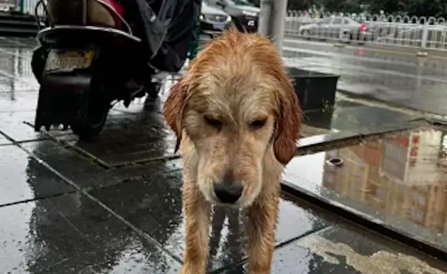 金毛浑身湿透站在路边,好心人陆续帮忙,拿毯子穿衣服还转移到地下通道 金毛浑身湿透站在路边,好心人陆续帮忙,拿毯子穿衣服还转移到地下通道