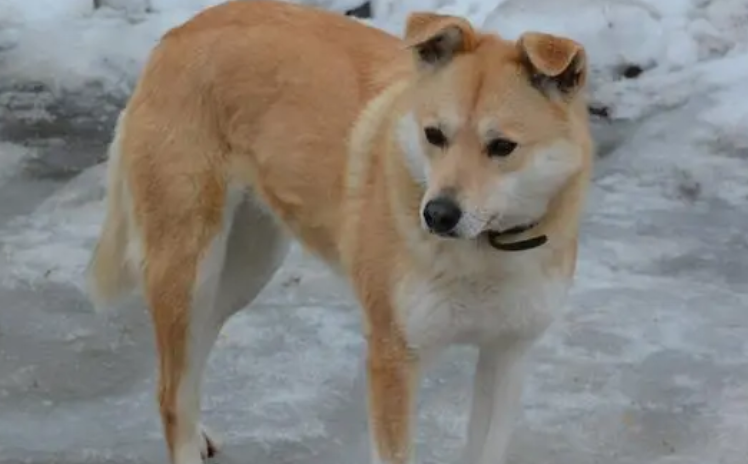 农村土狗生了狗崽,主人想要送人,狗妈妈举止令人心酸! 农村土狗生了狗崽,主人想要送人,狗妈妈举止令人心酸!