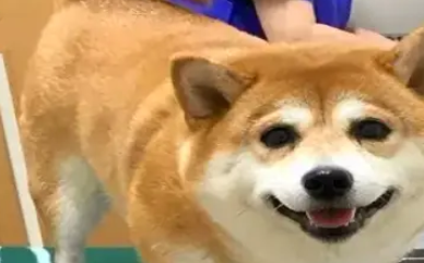 带柴犬去打疫苗,在医院很乖还给主人一个微笑,回家后就不一样了 带柴犬去打疫苗,在医院很乖还给主人一个微笑,回家后就不一样了