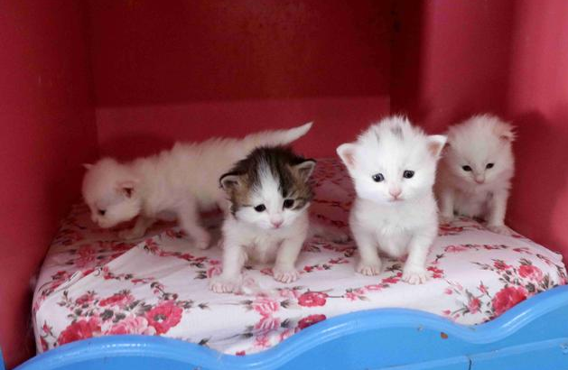 生四只猫为什么不吉利 生四只猫为什么不吉利