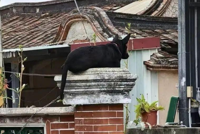 狗狗飞檐走壁,竟趴在这处晒太阳...这汪是属猫的吧! 狗狗飞檐走壁,竟趴在这处晒太阳...这汪是属猫的吧!