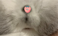 猫隐睾是不是必死