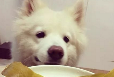 狗能吃糯米吗