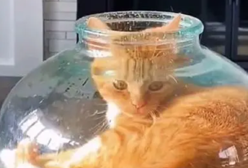 猫咪卡在玻璃瓶里，主人刚准备去救它，结果却被猫咪打脸了