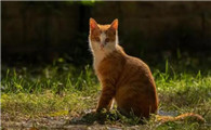 如何处理不想养的猫