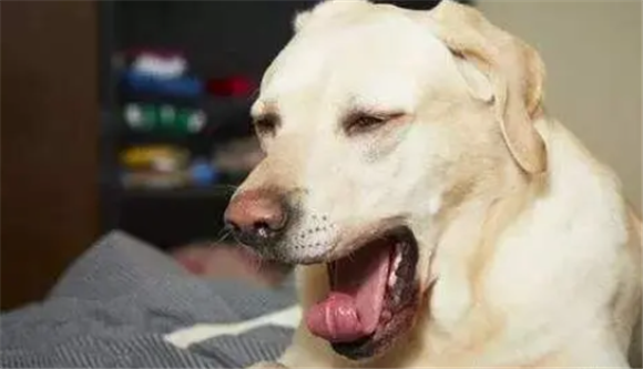 犬窝咳严重的症状是什么