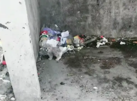 小狗在垃圾站找食物,没养宠经验的男士将它收养,店员直呼捡到宝