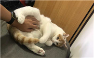 母猫最近粘人喜欢摸肚子