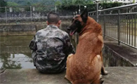 军犬主要品种都有哪些犬种