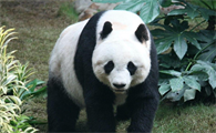 为什么野生大熊猫只在中国生存,它们可能迁徙到别的国家吗?