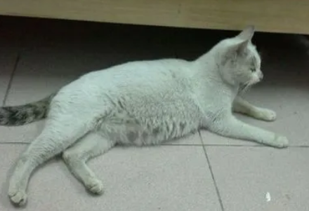 母猫生产前三天拉稀的征兆