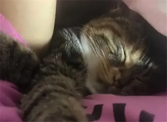 民间说猫压在胸口睡觉不好