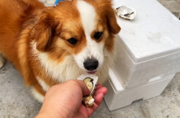 狗能吃生蚝吗 狗能吃生蚝吗